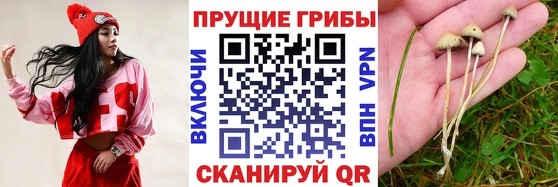 магазин    Бодайбо  Псилоцибиновые грибы MAGIC MUSHROOMS 
